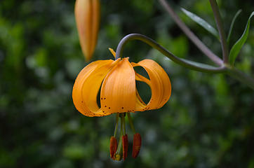 Tiger Lily