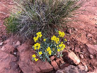 Red Rock Secret Mountain Wilderness, Sedona 4/15/19