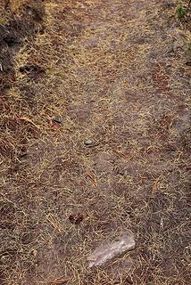 Fresh windblown needles on the trail to camp