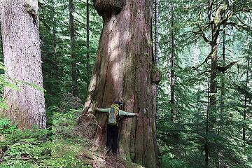 a giant cedar near Terror Creek