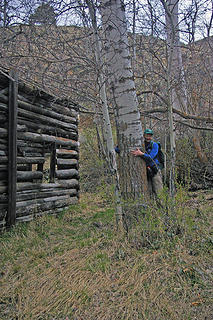 Tree hugger_huge birch