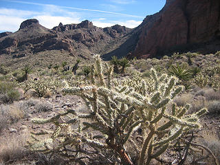 I like those cactus from a distance, they hurt up close