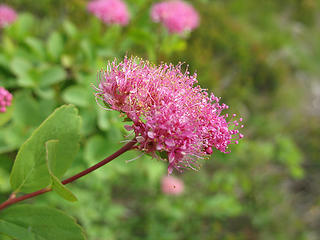 Spirea