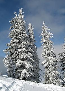 Snowy Trees