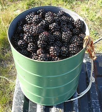 blackberries [i:08913c86c6](Rubus Laciniatus)[/i:08913c86c6] Clearwater 09/15/21