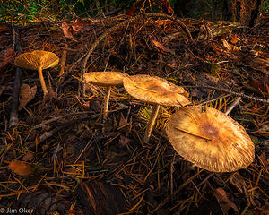 4 toadstools (1 of 1)
