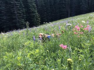 A field dog!