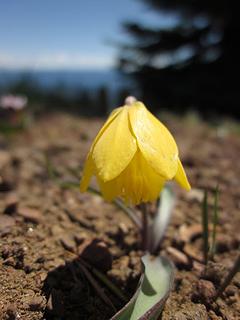 Yellow bell