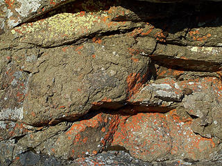 Colorful lichen