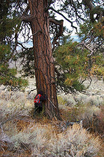 Tree hugger_huge ponderosa