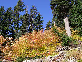 still some fall colors before Hemlock Pass