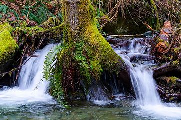 i think there's enough water for this tree