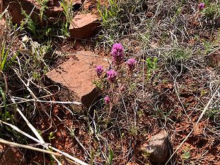 Red Rock Secret Mountain Wilderness, Sedona 4/15/19