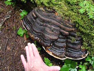 Large shelf lichen