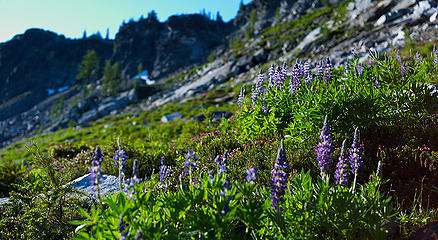 flowers_basin_1