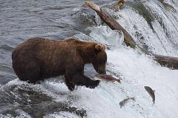 Katmai National Park