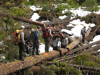 Conga line crossing Crystal Creek