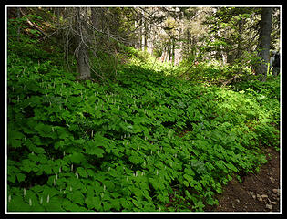 Lots Of Vanilla Leaf