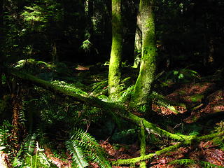 Greenery along Point Defiance Trails