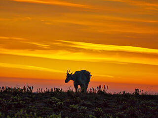 Goat on Burroughs Sunrise