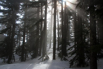 Sunlight through the trees