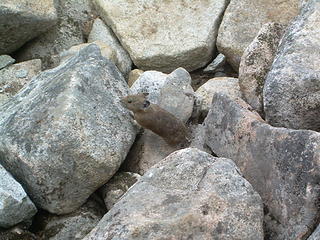 Pika on the rocks