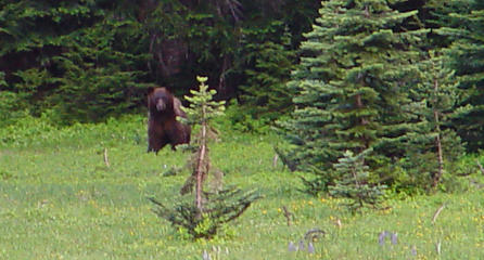 Black bear spotted in first meadow from Lake Eleanor to Grand Park