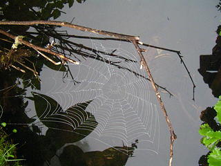 Spider web and reflection in frog pond