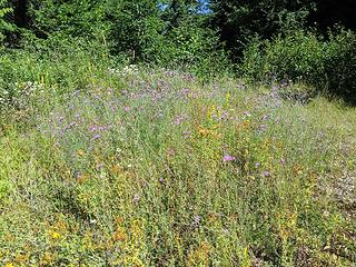 Wildflowers at first switchback