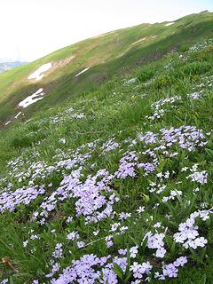 Phlox gardens high on the mountain