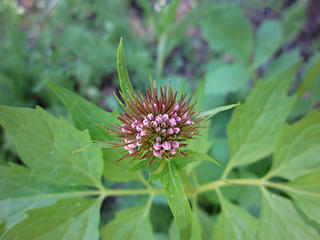 Sitka valerian