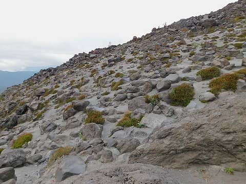 interesting colors and texture: ash gray mixed with tufts of green