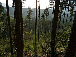 Sunset lighting up the clearcut near the end of the long steep trail down