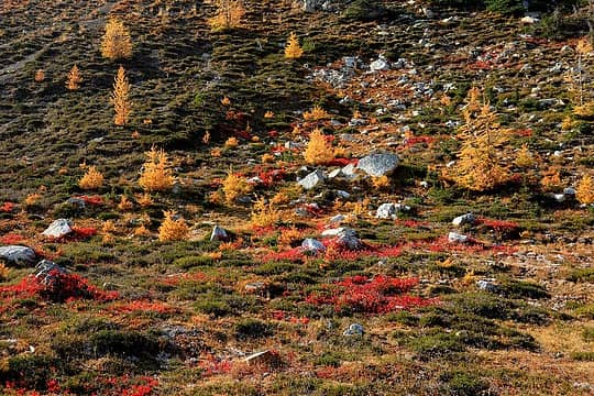 Nursery of little colors – golden larches, crimson blueberry, green heather, and white rocks