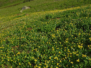 Sea of flowers