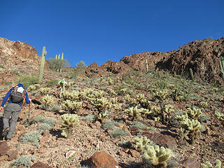 cholla everywhere