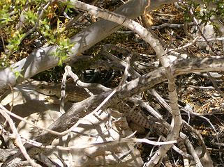 Desert Iguana