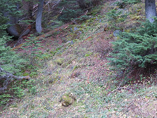 Once past the upper junction of the Scott Paul and Park Butte trails,  you come to a forested ridge just past a small stream. This is a late Pleistocene lateral moraine from a much larger Easton Glacier. Note how this inner slope is stable and vegetated.