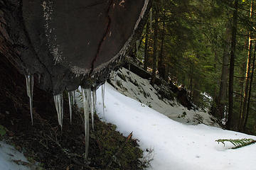 Large cut log wth icicles closeup