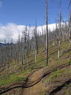 ghost forest