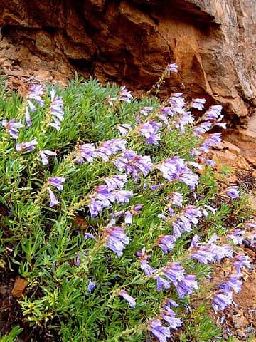 Penstemon, Old Blewett Hwy