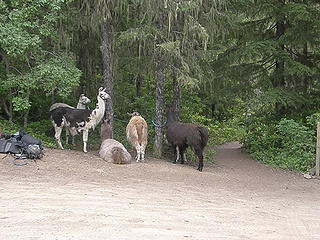Tubal Cain trailhead parking. Llamas getting ready to take some girl scouts on a 3 day overnighter.