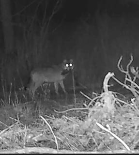 wolf with fish. Probably winter run Coho Salmon