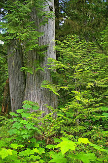 Salmo River trail cedars1