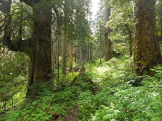 Ginormous trees near the pass