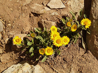 Summit Flowers