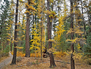 Golden larch, Shevlin park, Bend OR 10/24/18