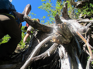 class 5 moves over shrubby trees, much worse than it looks