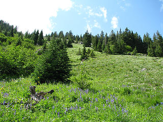 Beautiful meadows full of wildflowers.