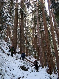 Forest switchback